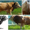 Beskrivning och egenskaper hos kor av Sychevsk-rasen, reglerna för deras underhåll