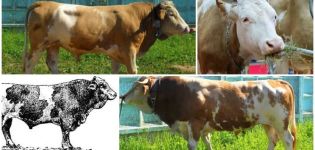Opis i karakteristike krava pasmine Sychevsk, pravila za njihovo održavanje