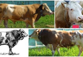 Descrizione e caratteristiche delle mucche della razza Sychevsk, le regole per il loro mantenimento