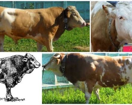 Sychevsk-rodun lehmien kuvaus ja ominaisuudet, niiden ylläpitoa koskevat säännöt