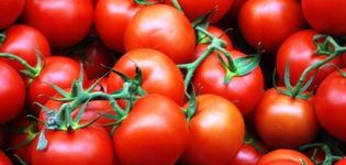 Pomidorų Irishka veislės savybės ir apibūdinimas, derlius
