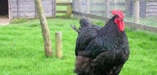 Mô tả và đặc điểm của giống gà Australorp, quy tắc bảo dưỡng