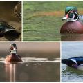 The appearance and characteristics of the Caroline ducks, where the breed lives and its diet