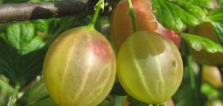 Beskrivelse af de bedste sorter af stikkede stikkelsbær til forskellige regioner