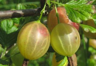 Description of the best varieties of studless gooseberries for different regions