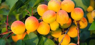Beskrivelse, karakteristika og dyrkning af abrikos Khabarovsk, dens fordele og ulemper ved sorten