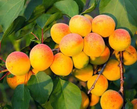 Beschreibung, Eigenschaften und Anbau der Chabarowsker Aprikose, ihre Vor- und Nachteile der Sorte
