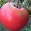 Beskrivelse af Pink Dawn-tomatsorten, funktioner i dyrkning og pleje