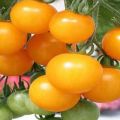 Tomaattilajikkeen ominaisuudet ja kuvaus Hunajaklusteri
