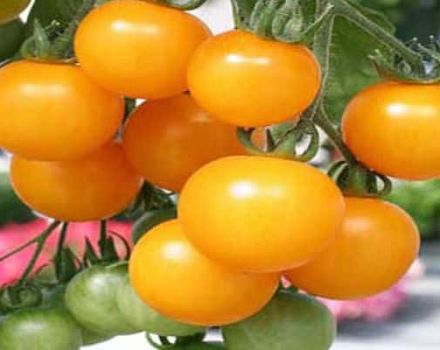 Characteristics and description of the tomato variety Honey bunch
