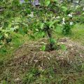 Ako môžete mulčovať jabloň, organické a anorganické materiály, kosiť trávu