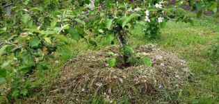 Wie kann man einen Apfelbaum mulchen, organische und anorganische Materialien, Gras schneiden