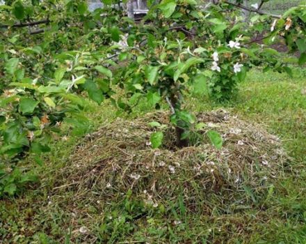 Làm thế nào bạn có thể phủ một cây táo, vật liệu hữu cơ và vô cơ, cắt cỏ