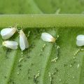 Paano mapupuksa ang whitefly sa mga kamatis sa isang greenhouse