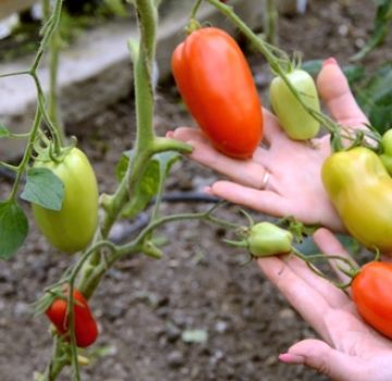 Caracteristicile și descrierea soiului de tomate Hypil 108 f1, randament