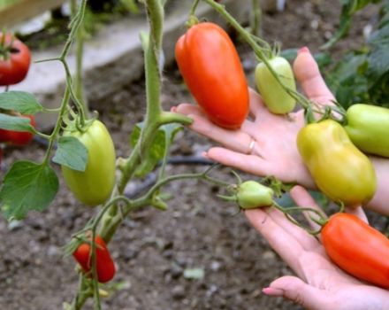 Tomaattilajikkeen Hypil 108 f1 ominaisuudet ja kuvaus, sato