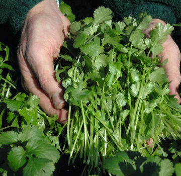 Description of the variety of coriander Caribe, features of cultivation and care