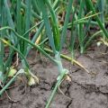 Planting and caring for green onions, its diseases and their treatment