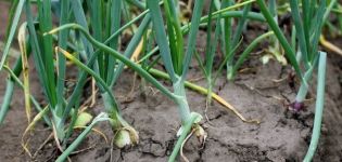 Planting and caring for green onions, its diseases and their treatment