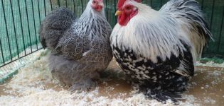 Descrizione e caratteristiche della razza di galline nane Cochinchins, regole di manutenzione
