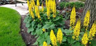 Jesenná starostlivosť a príprava na zimné rastliny buzulnik, prerezávanie a presádzanie