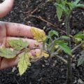 Hvorfor tomatplanter visner og falder, og hvad man skal gøre