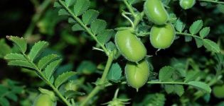Els avantatges i els perjudicis dels cigrons o pèsols de xai turcs, les seves varietats i el seu cultiu