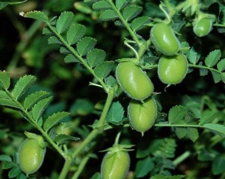 The benefits and harms of chickpeas or Turkish lamb peas, its varieties and cultivation