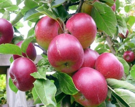 Opis i karakteristike stabla jabuka Zvezdochka, uzgoj, sadnja i njega