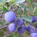 Planting, growing and caring for blueberries in the Moscow region, choosing the best varieties