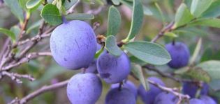 Plante, dyrke og pleje blåbær i Moskva-regionen ved at vælge de bedste sorter