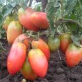 Paras, suurin ja tuottavin matalakasvaisten tomaattien lajikkeet