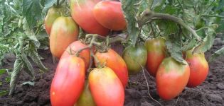 Las mejores, más grandes y productivas variedades de tomates de bajo crecimiento.