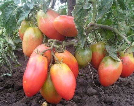 Najbolje, najveće i najproduktivnije sorte rajčice niskog uzgoja