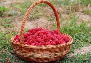 When raspberries ripen in different regions, the timing of collection of home and forest