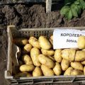 Descrizione della varietà di patate Koroleva Anna, caratteristiche di coltivazione e cura