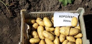 Opis odrody zemiakov Koroleva Anna, vlastnosti pestovania a starostlivosti