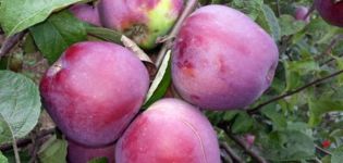Imant obelų aprašymas ir savybės, sodinimo ir auginimo taisyklės