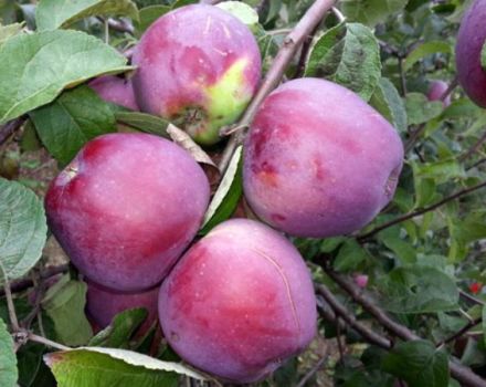 คำอธิบายและลักษณะของต้นแอปเปิ้ล Imant กฎการปลูกและการเจริญเติบโต