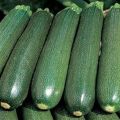 Tsukesha cukini šķirnes apraksts, audzēšanas un uzglabāšanas īpatnības