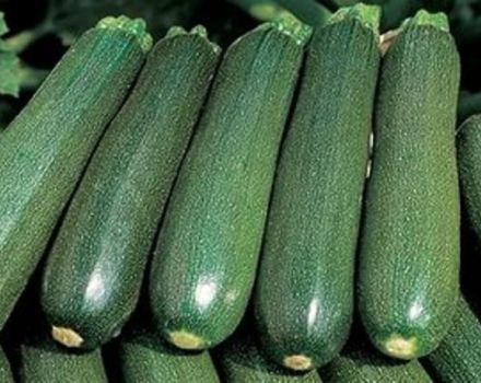 Beschreibung der Tsukesha-Zucchini-Sorte, Anbau- und Lagerungsmerkmale