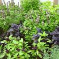 Tipologie e descrizione delle migliori varietà di basilico, loro coltivazione in pieno campo