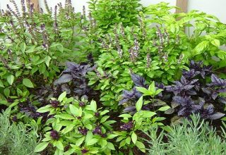 Types and description of the best varieties of basil, their cultivation in the open field