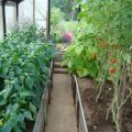 Ekinlerin uyumlu olduğu bir serada domateslerle ne ekilebilir