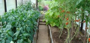 What can be planted with tomatoes in a greenhouse, what crops are compatible with