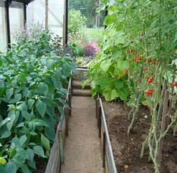 Bir serada domateslerle ne ekilebilir, hangi mahsuller ile uyumludur?