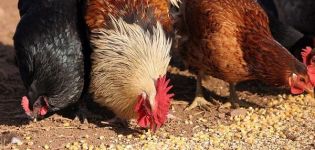 Quin és el perill de la manca de petxines en la dieta de les gallines, la composició i la forma de donar-lo correctament