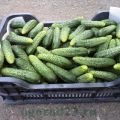 Beschrijving en kenmerken van de Duitse komkommersoort, aanplant en verzorging