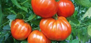 Opis rajčice Leader f1, karakteristike sorte i uzgoja