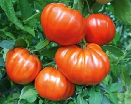 Opis rajčice Leader f1, karakteristike sorte i uzgoja